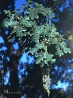 Quercus lobata - Valley Oak