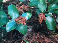 Rhus ovata - Sugarbush