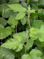 Rubus ursinus - Western Blackberry