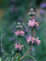 Salvia leucophylla - Purple Sage