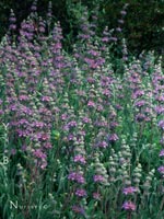 Salvia 'Bee's Bliss' - Sage