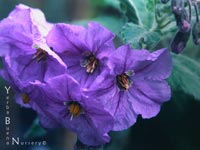 Solanum wallacei - Island Nightshade