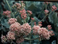 Eriogonum latifolium - Chalk Buckwheat