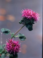 Monardella villosa franciscana - Common Coyote Mint