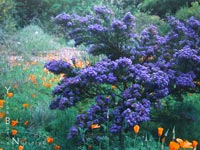 Ceanothus papillosus roweanus - Wart-leaved Ceanothus