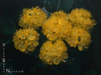 Eriogonum umbellatum polyanthum - Sulfur Buckwheat