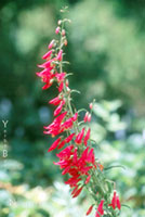 Penstemon eatonii - Eaton's Penstemon