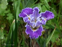 Iris 'Idylwild' - PCH-Iris