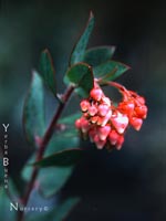 Arctostaphylos pajaroensis - Pajaro Manzanita