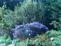 Ceanothus 'Wheeler Canyon' - Wild Lilac