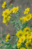 Eriophyllum lanatum - Dwarf Woolly Daisy