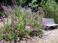 Trichostema lanatum - Woolly Blue Curls