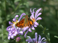 Aster chilensis - Chilean Aster