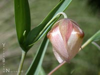 Calochortus albus - Fairy Lanterns