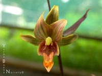 Epipactis gigantea 'Serpentine Night' - Stream Orchid