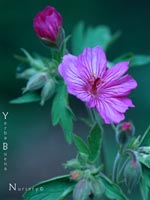 Geranium viscosissimum - Wild Geranium