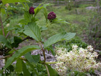 Sambucus racemosa racemosa - Red Elderberry