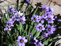 Sisyrinchium bellum 'Wayne's Dwarf' - Blue-eyed Grass