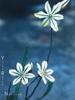 Triteleia ixioides - Golden Stars