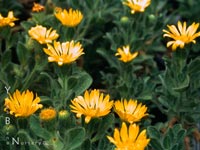 Heterotheca sess. bolanderi 'San Bruno Mtn.' - Golden Aster