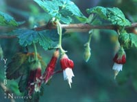 Ribes thatcherianum - Santa Cruz Island Gooseberry