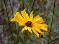 Encelia californica - Brittle-Bush