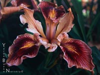 Iris sp - PCH-Iris