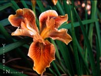 Iris 'Pajaro Dunes' - PCH-Iris