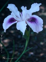 Iris - PCH-Iris