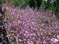 Clarkia rubicunda - Farewell to Spring