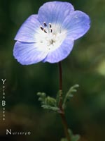 Nemophila menziesii - Baby Blue Eyes