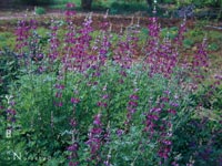 Lupinus succulentus - Arroyo Lupine