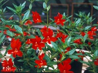 Mimulus 'Valentine' - Monkeyflower