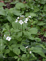 Cardamine californica - Milk Maids