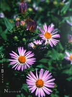 Aster ascendens - Purple Aster