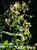 Thalictrum fendleri polycarpum - Meadow-Rue