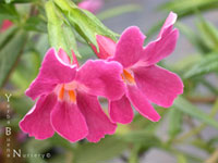 Mimulus 'Ruby Silver' - Ruby-Colored Monkeyflower