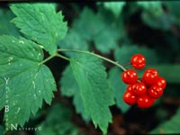 Actea rubra - Baneberry