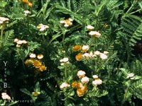 Tanacetum camphoratum - Dune Tansy