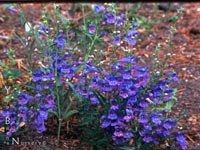 Penstemon heterophyllus - Blue Bedder Penstemon