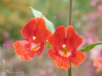 Mimulus - Monkeyflower Hybrids