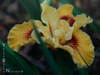 Iris 'Wildtime' - Pacific Coast Hybrid Iris