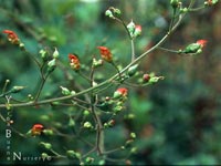 Scrophularia californica - California Figwort