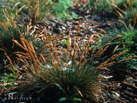 Deschampsia cespitosa holciformis - Tufted  Hairgrass