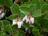 Arctostaphylos cruzensis - Arroyo De La Cruz Manzanita