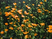 Grindelia stricta venulosa - Gum Plant