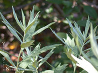 Artemesia douglasiana - Mugwort