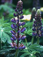 Lupinus polyphyllus - Marsh Lupine