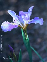 Iris - 