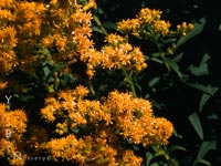 Solidago canadensis - Canada Goldenrod